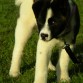 es keiko el dia siguiente que lo traje,con 4 meses.
es un akita americano